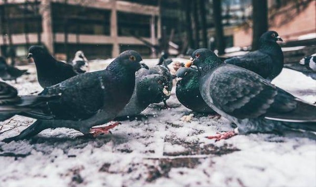 Ilustrasi Mimpi Burung Merpati. Foto: Pexels