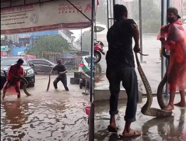 Dua ekor ular piton ditangkap warga saat muncul dari gorong-gorong kawasan Lucky Plaza, Nagoya, Kota Batam. (Foto: @batamnewsonline)