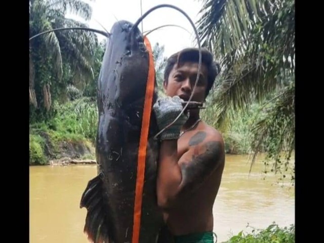 Pria di Malaysia tangkap Ikan lele raksasa seberat 34,7 Kg. Foto: @Alexrafael03/TikTok