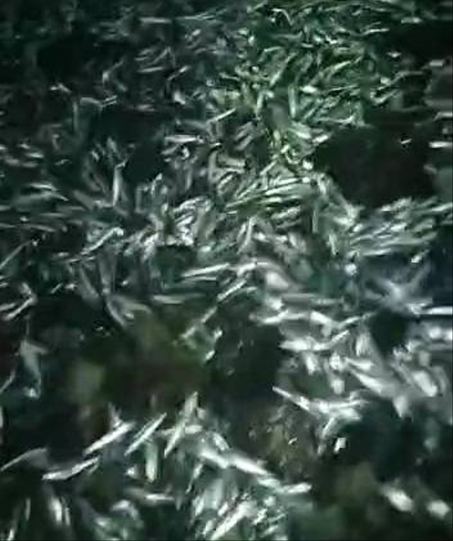 Ribuan ikan naik ke daratan di Lampung Selatan