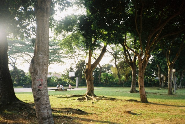 Taman di Jakarta Selatan, Foto: Unsplash/Leong Yee Foon.