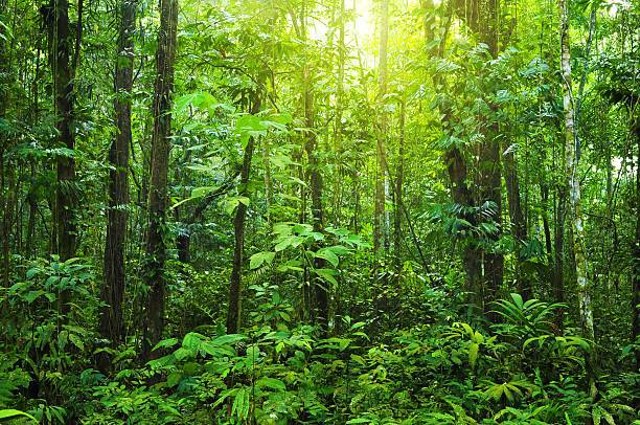 Ilustrasi Hutan di Pulau Kalimantan. Sumber Foto : Piabay.com