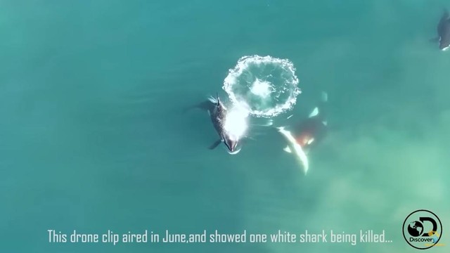 Serangan paus pembunuh (orca) yang membantai seekor hiu putih dan memakan hatinya. Foto:  Sea Search Research & Conservation/YouTube