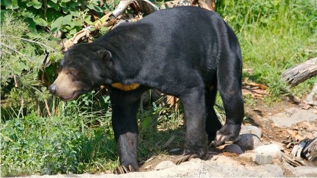 Ilustrasi beruang madu. (Shutterstock)