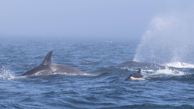 Paus bungkuk terpantau terlibat perkelahian dengan puluhan orca di laut Salish, perbatasan AS-Kanada Foto: Pacific Whale Watch Association