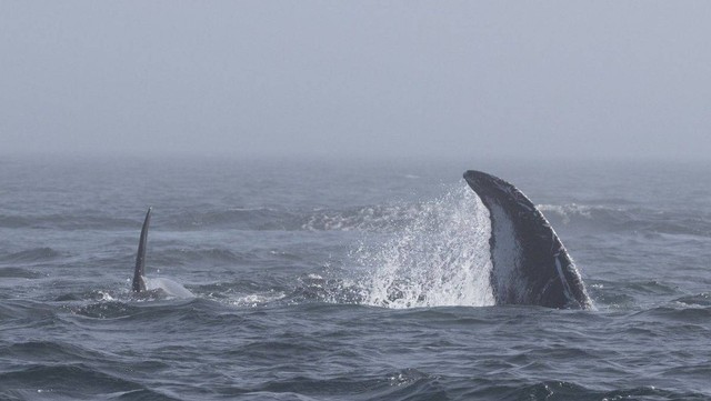 Seekor puas bungkuk mencoba 'menampar' seekor orca. Foto: Pacific Whale Watch Association