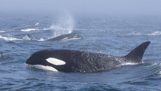Sepasang orca berenang mengelilingi satu paus bungkuk. Foto: Pacific Whale Watch Association