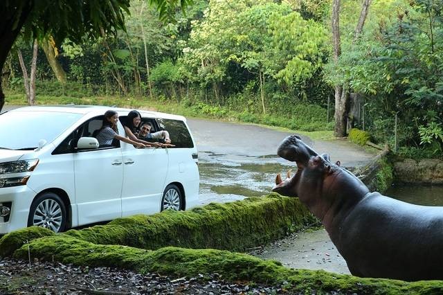 Harga Tiket Taman Safari per Mobil, Foto Hanya Ilustrasi: Kumparan
