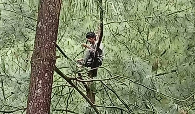 Seorang pria nekat memanjat dan berdiam diri di pohon pinus setinggi 20 meter di Desa Banyumudal, Kecamatan Moga Kabupaten Pemalang.