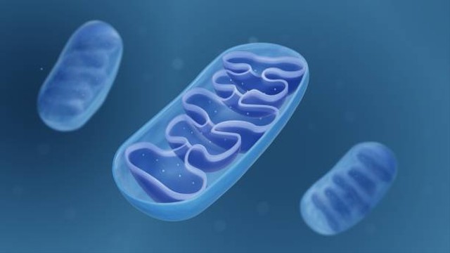 Ilustrasi mitokondria pada sel hewan. Foto: Pexels