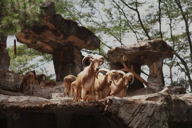 Wahana Taman Safari Prigen. Foto: Unplash/Abby Lim