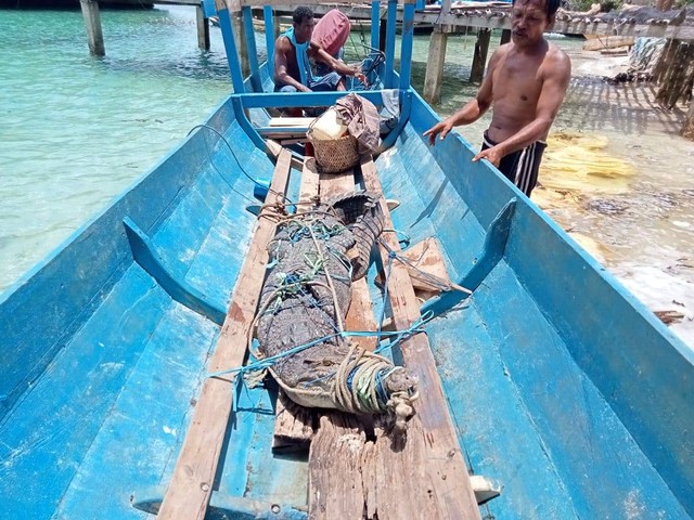 Buaya sepnajang 3 meter ditangkap usai terjerat tali rumput laut di Muna. Foto: Ist