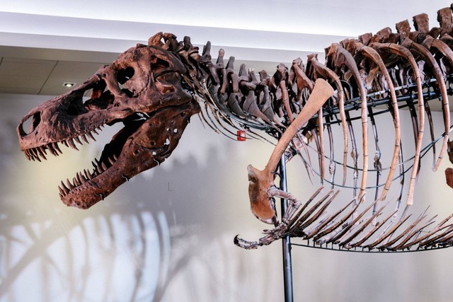 Fosil Tyrannosaurus rex yang dipasang yang dikenal sebagai Sue digambarkan di Field Museum di Chicago, Illinois, AS, dalam gambar selebaran tak bertanggal yang diperoleh Reuters pada 30 September 2022 Foto: Lucy Hewett, Field Museum/Handout via REUTERS