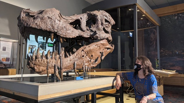 Ahli paleontologi Jingmai O'Connor dari Field Museum di Chicago melihat fosil tengkorak Tyrannosaurus rex yang dikenal sebagai Sue dalam gambar selebaran tak bertanggal yang diperoleh Reuters pada 30 September 2022. Foto: Lucy Hewett, Field Museum/Handout via REUTERS