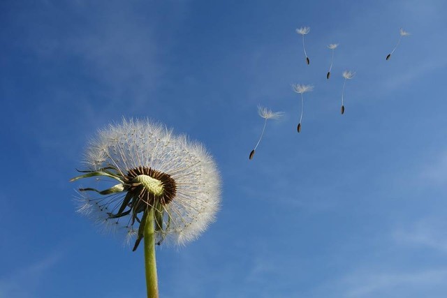 https://pixabay.com/users/blickpixel-52945/ - makna bunga dandelion