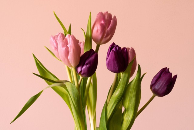 Ilustrasi Beragam Arti dan Makna Bunga Tulip. (Foto: Earl Wilcox | Unsplash.com)