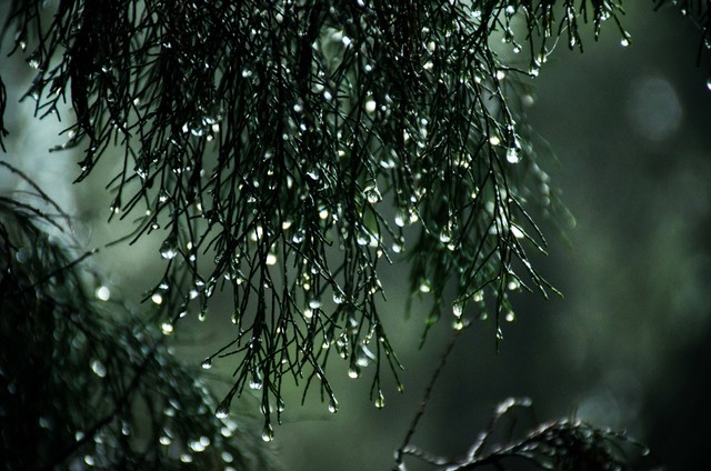 Ilustrasimakna puisi hujan bulan juni, Sumber: Pexels.com/Sitthan Kutty