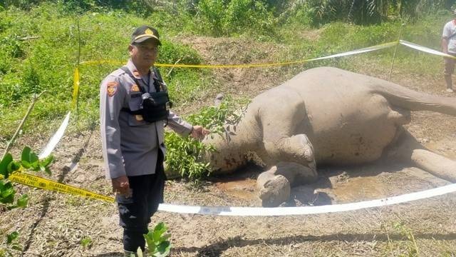 Seekor gajah betina ditemukan mati di Aceh Timur, Sabtu (15/10/2022). Foto: Dok. Polisi