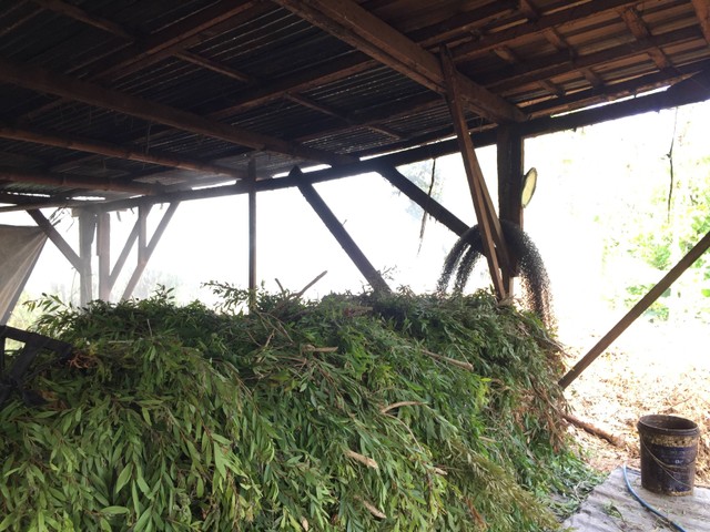 Daun dan ranting tumbuhan kayu putih yang belum diproses di Dusun Gondang (dokumentasi pribadi)