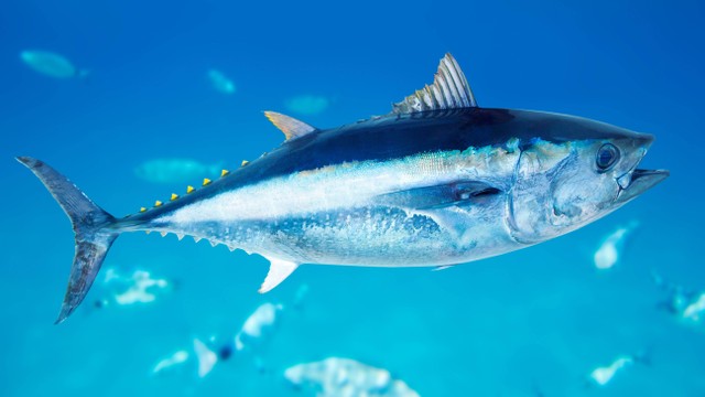 Ilustrasi ikan tuna. Foto: lunamarina/Shutterstock