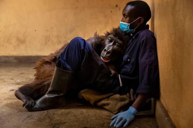 Ndakasi, gorila gunung yang foto selfie-nya sempat viral di medsos, mati dipelukan pawangnya, Andre Bauma. Foto: Virunga National Park via Facebook