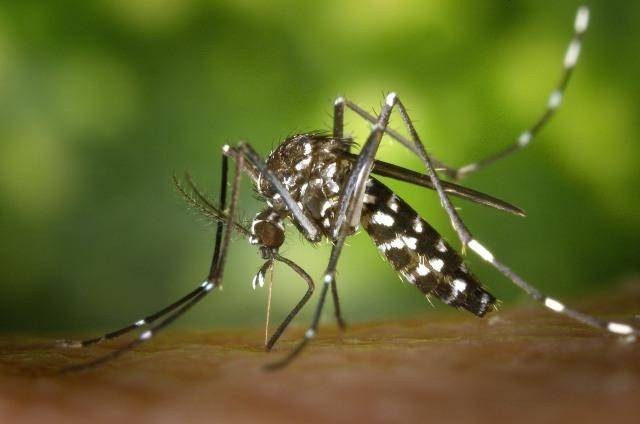 Ilustrasi nyamuk Aedes aegypti, vektor demam berdarah dengue. Foto: Pixabay
