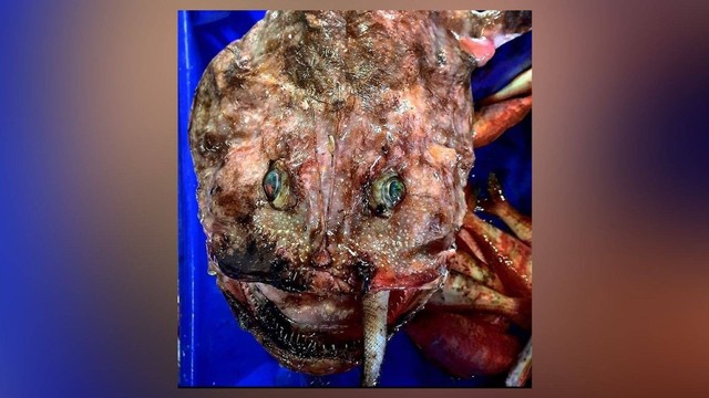 Ikan monkfish yang punya penampilan mirip monster. Foto: Facebook/Trapman Bermagui