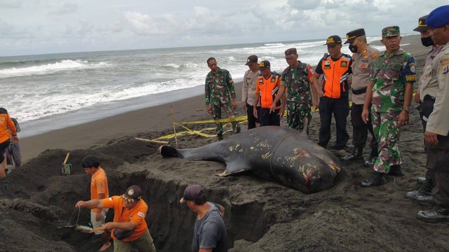 Proses evakuasi paus pilot sirip pendek yang terdampar di kawasan Pantai Glagah, Kulon Progo. Foto: Dok. SRI Wilayah V Kulon Progo