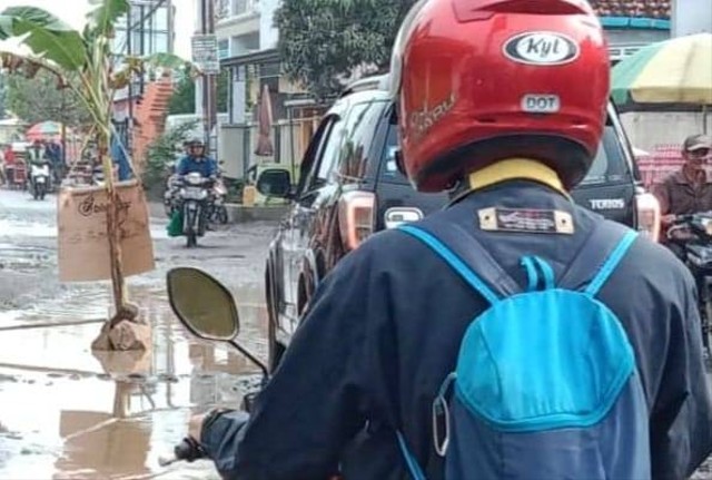 Salah seorang warga Cirebon Jawa Barat melintas di jalan rusak yang ditanami pohon pisang.(Foto: warga)