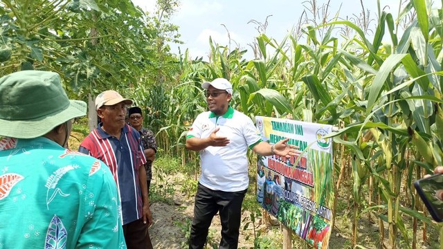 Petani di Dusun Jabung, Desa Sugihwaras, Kecamatan Jenu, Kabupaten Tuban, yang kini beralih menggunakan pupuk Rojo Koyo Manunggal (RKM). (foto: dok istimewa)