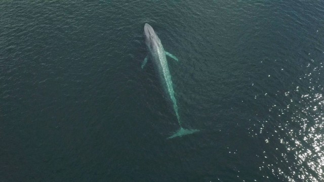 Seekor paus biru terlihat di pantai Chiloe, Chile, Kamis (13/10/2022). Foto: Reuters