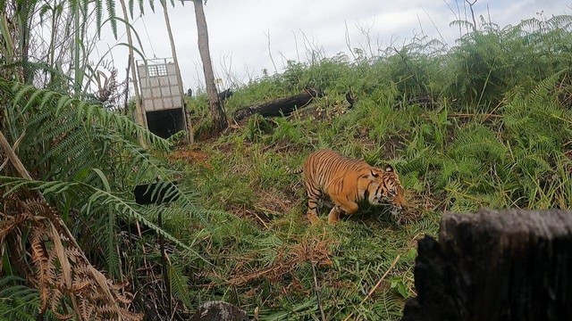 Seekor Harimau Sumatera (Panthera Tigris Sumatrae) yang sempat terkena jerat di Desa Sangir, Kecamatan Dabun Gelang, Kabupaten Gayo Lues, kini telah dilepasliarkan kembali ke habitatnya. Foto: BKSDA Aceh