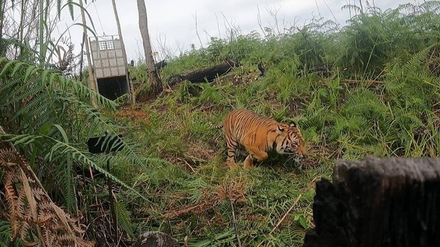 Harimau sumatera 'Siti Mulye Putri Reuko' dileparliarkan kembali ke habitat alaminya dalam kawasan hutan lindung di Kabupaten Gayo Lues, Aceh. Foto: Dok. BKSDA Aceh
