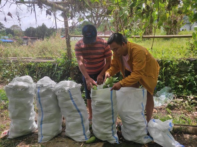 Tradisi rukup dengan cara mengumpulkan hasil panen syuran dari masyarakat Minahasa, Sulawesi Utara. (Foto Media Center KMAN VI)