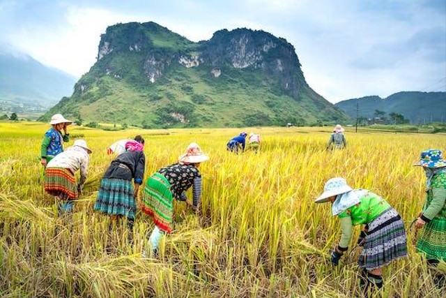 Ilustrasi panen padi. Foto: Pexels