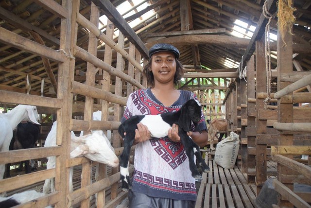 Pemuda asal Desa Kabukan Kecamatan Tarub Kabupaten Tegal sukses menggeluti bisnis pemerahan susu kambing Etawa.
