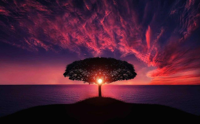 by pixabay: https://pixabay.com/id/photos/pohon-matahari-terbenam-awan-langit-736885/