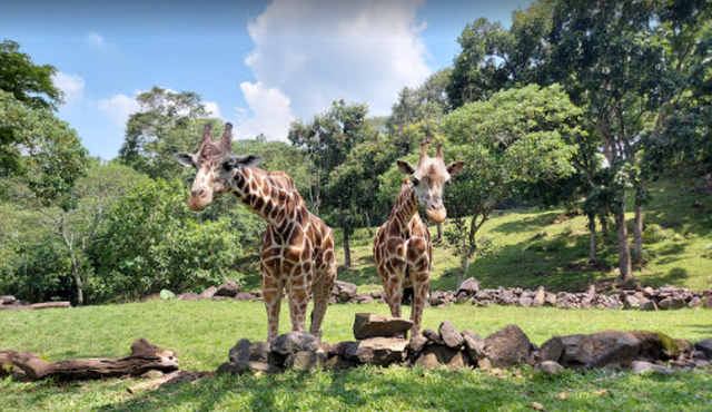 Ilustrasi Lokasi dan HTM Taman Safari Prigen. Foto: google street view.