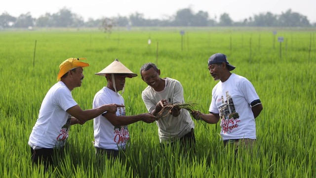 Sawah milik petani di Kabupaten Bojonegoro, Jawa Timur, yang menerapkan metode Sekolah Lapangan Pertanian (SLP) yang diprakarsai ExxonMobil Cepu Limited (EMCL) (foto: dokumen istimewa)
