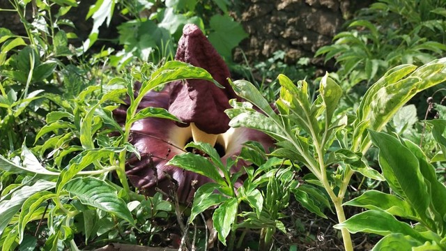 Bunga bangkai tumbuh di halaman rumah warga di Mamuju. Foto: Istimewa