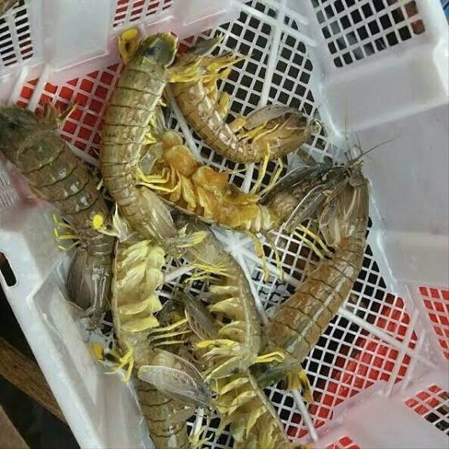 Udang belalang. (Foto: BKIPM Jambi)