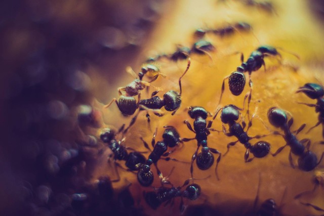 Ilustrasi Siklus Hidup Semut. Sumber: Unsplash.com/Salmen Bejaoui