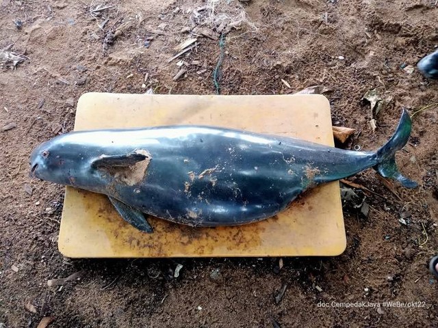 Finless porpoise ditemukan mati di perairan Dusun Kelapa Enam, Desa Mekar Utama, Kecamatan Kendawangan, Kabupaten Ketapang. Foto: Pokdarwis Cempedak Jaya