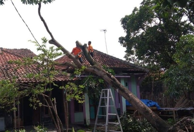 Akibat hujan deras disertai angin kencang pohon tumbang timpa rumah warga di Cirebon Jawa Barat.(Juan)