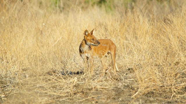 Ilustrasi anjing ajag (Cuon alpinus sumatrensis). Foto: PUGUH YUDHA/Shutterstock