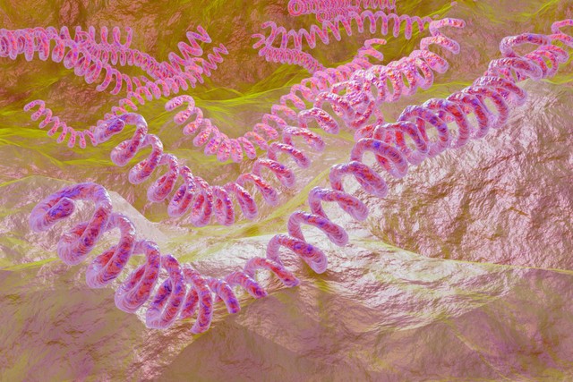 Ilustrasi bakteri Leptospira, penyebab penyakit Leptospirosis atau kencing tikus. Foto: Adao/Shutterstock