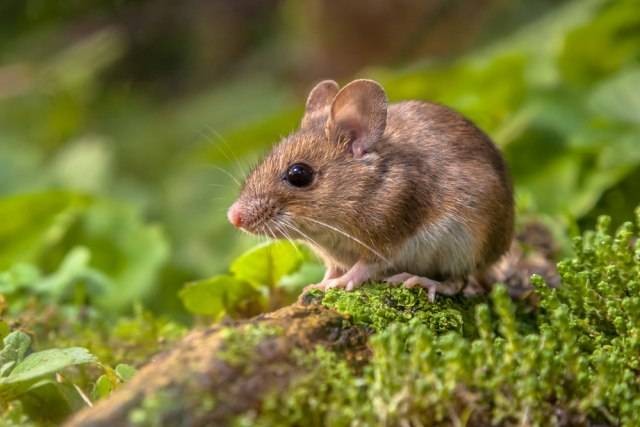 Ilustrasi tikus Foto: Shutterstock
