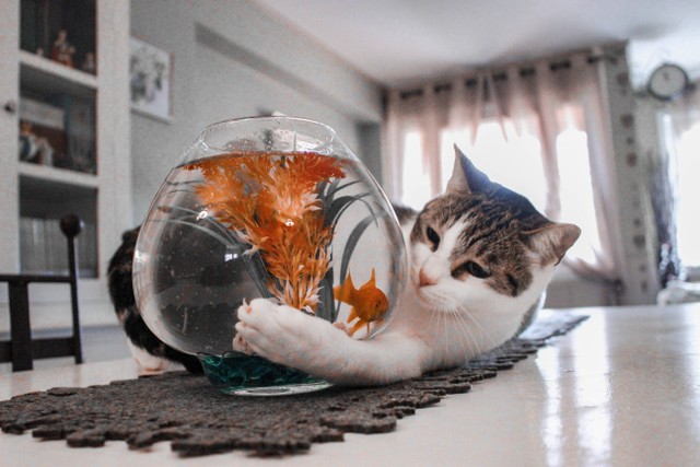 Ilustrasi Adakah hewan yang memiliki kesamaan ciri-ciri dengan kucing, sumber foto (Hanah Reding) by unsplash.com