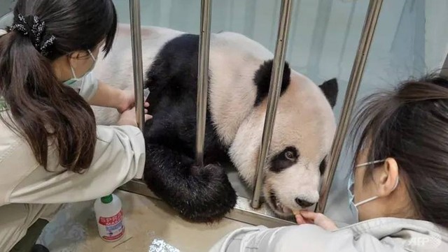 Pekerja merawat panda jantan Tuan Tuan yang sakit di kebun binatang di Taipei, Kamis (27/10/2022). Foto: AFP/Handout/Taipei Zoo