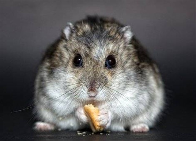 Ilustrasi hamster. Foto: pixabay